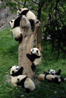 Pandamacik...